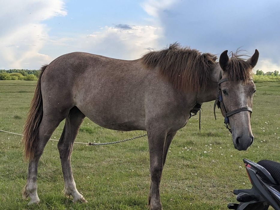 Продам Лоша 1 рік