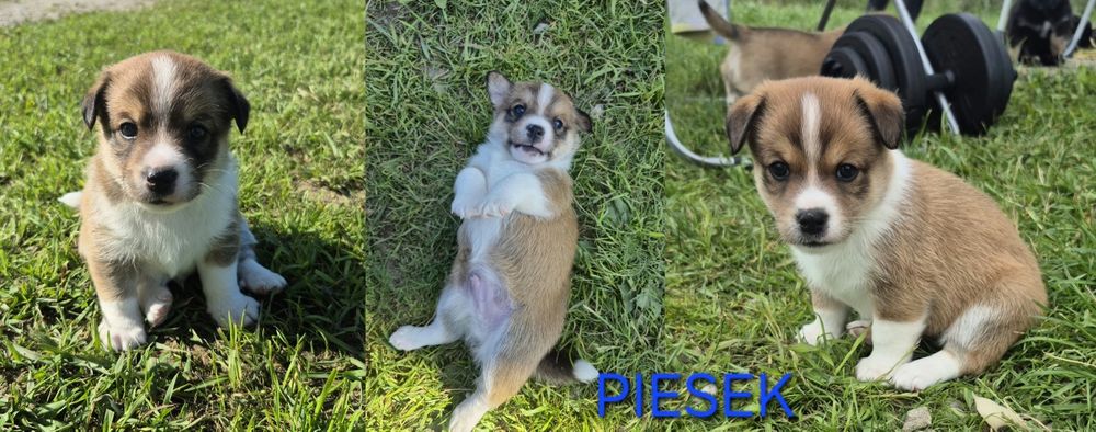 Oddam pieski za darmo
