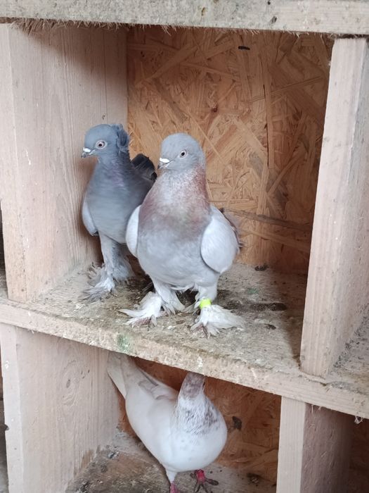 Gołębie ozdobne siweczki