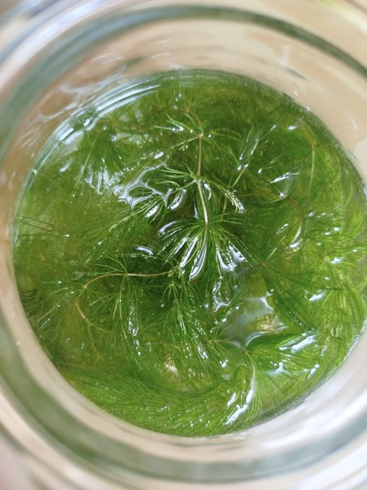 Rogatek sztywny do akwarium