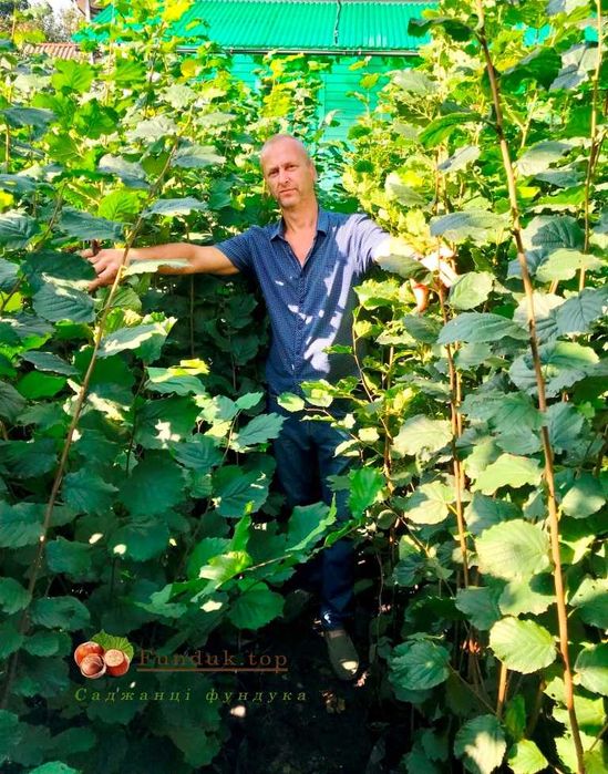 Саджанці червонолистого фундука сорту Сирена у горщиках.