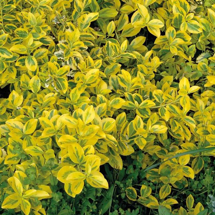 Trzmielina japońska Fortune'a żółta i zielona