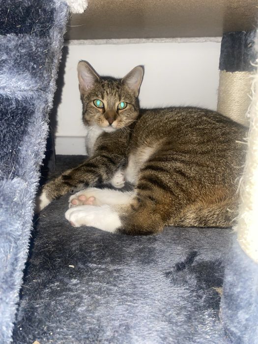 Ma 3 kotki wychowane w domu