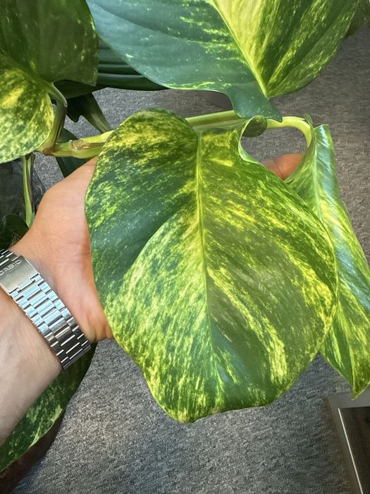Epipremnum marble queen variegata nawet 25 cm liść
