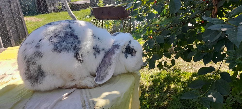 Продам  кролики  , породи француський  баран. Чисто кровні.