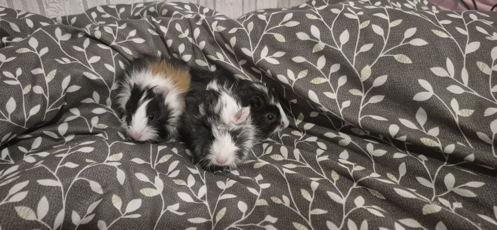 Продам морських свинок