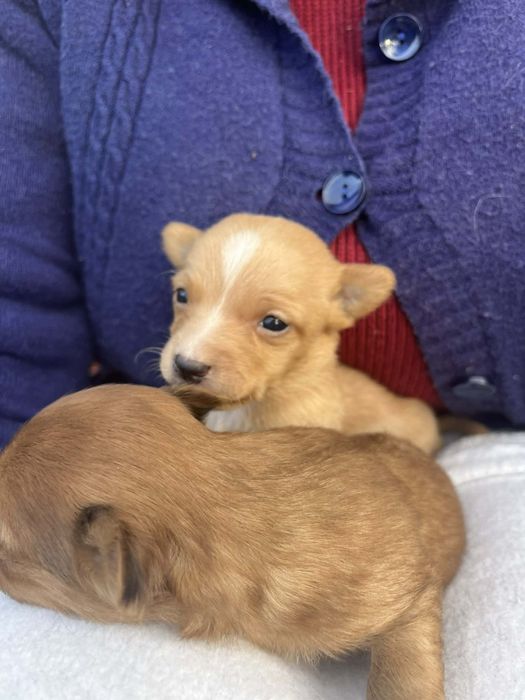 Cachorrinhos para adoção