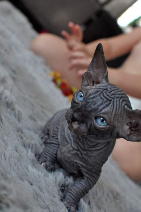 Kot sfinks niebieskie oko