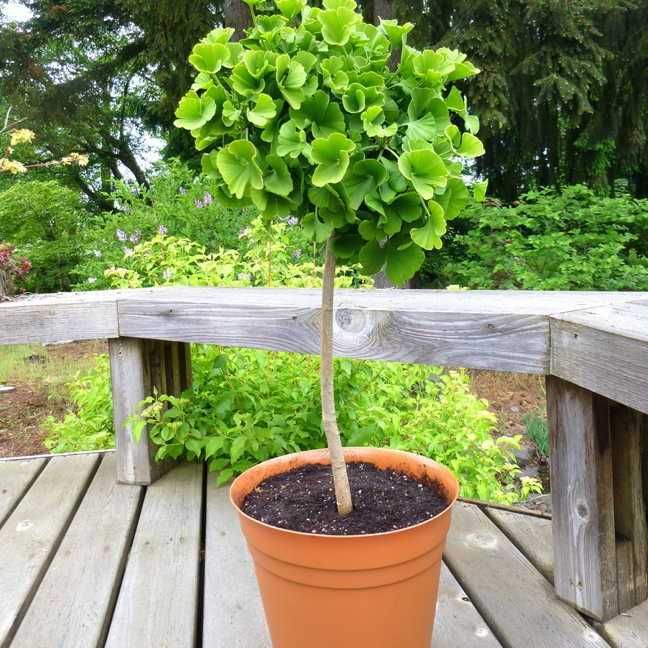АКЦІЯ!!! Продам Гінкго білоба.  Ginkgo biloba. Гинкго билоба..