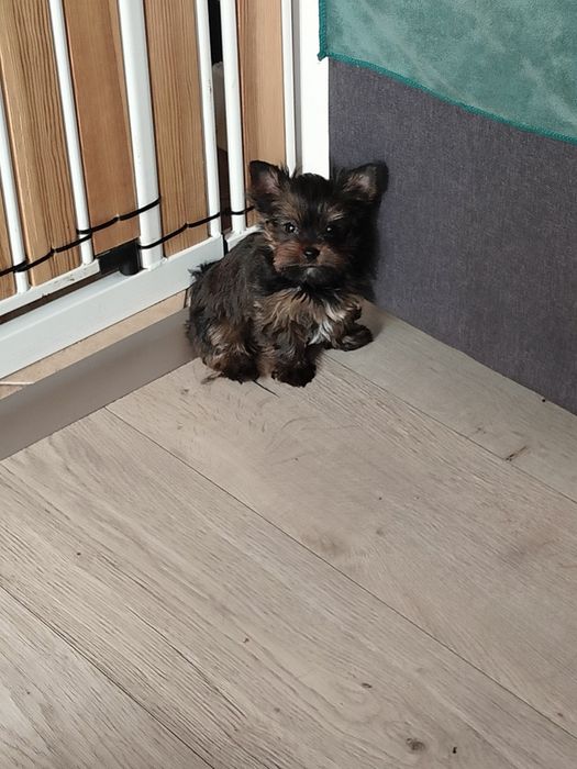 Yorkshire terrier mini sunia