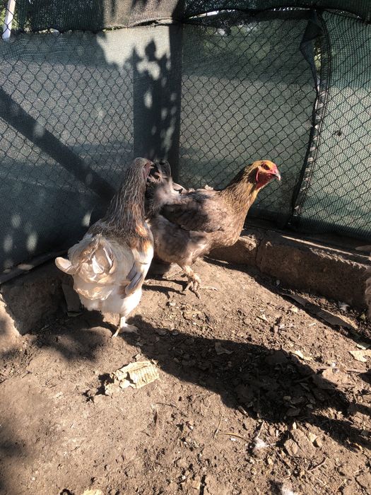 Продам курей БРАМА.