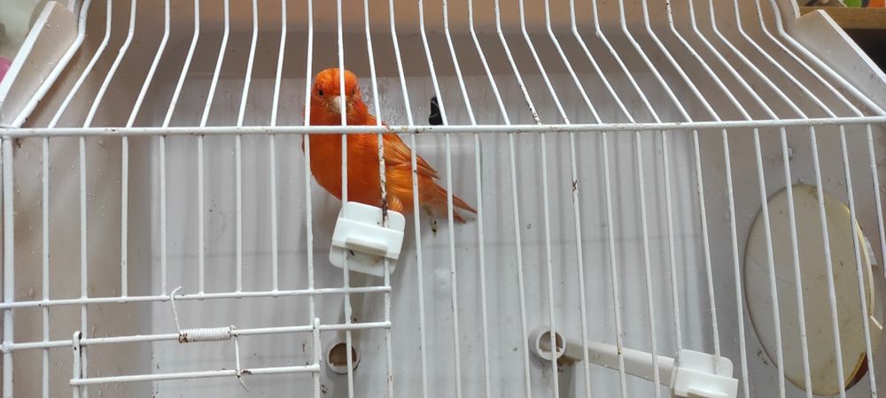 Cedo fêmeas de canário de 2024