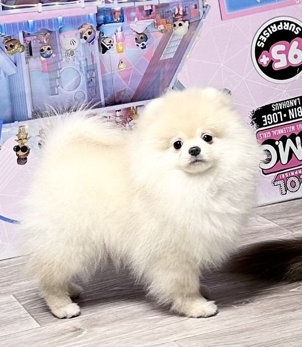 Померанський шпіц. Хлопчик. Документи.