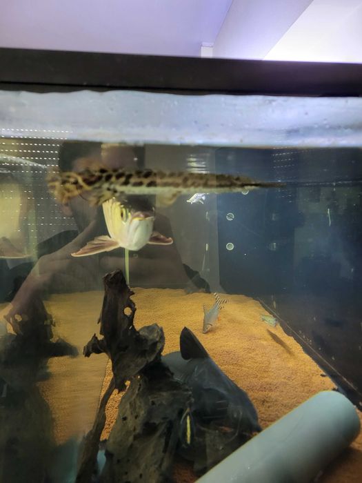 Arowana asitaca goden e outros