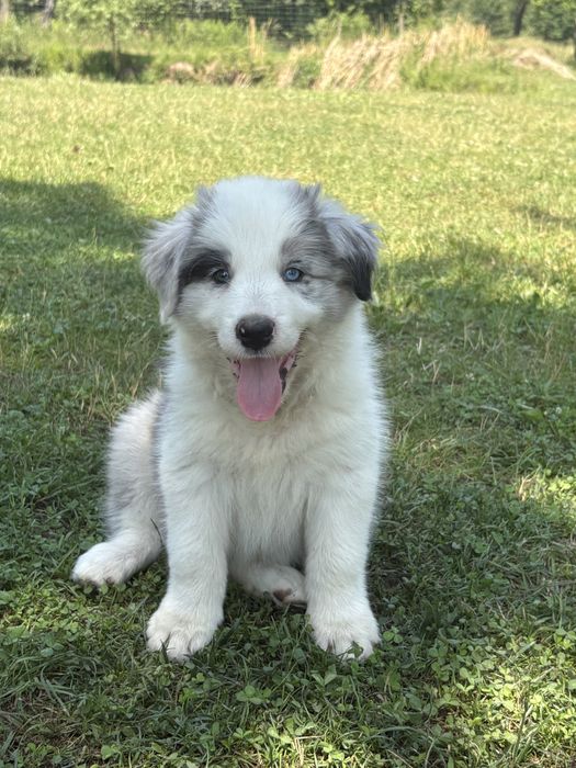 Border Collie ZKwP FCI piesek, Blue Merle piękny SHOW