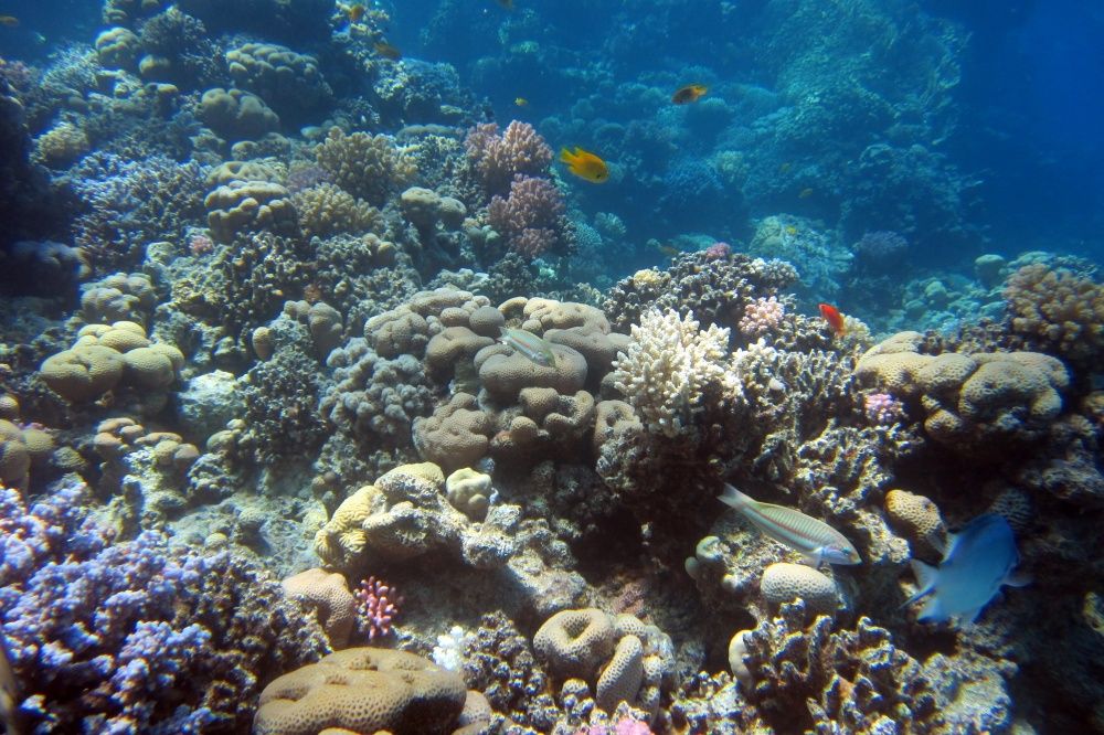 Водонепроницаемый чехол для зеркальных камер Nereus DSLR-WPX1