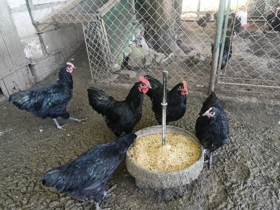 Kogut Australorp  koguty młode
