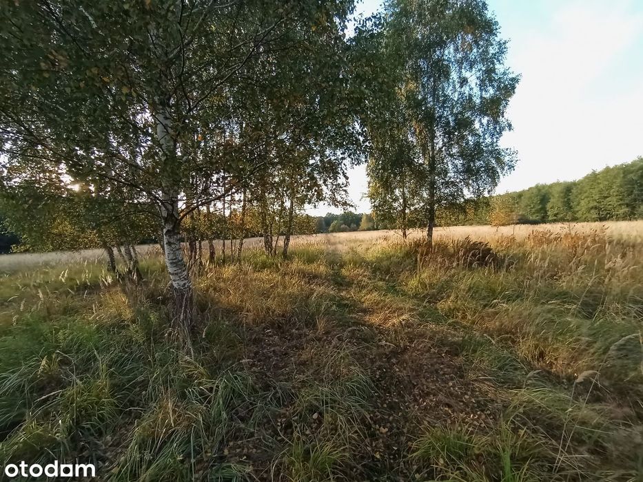 Wyjątkowa polana w sercu lasu - Widok 2