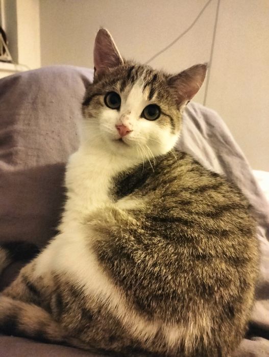 Котик хлопчик шукає дім