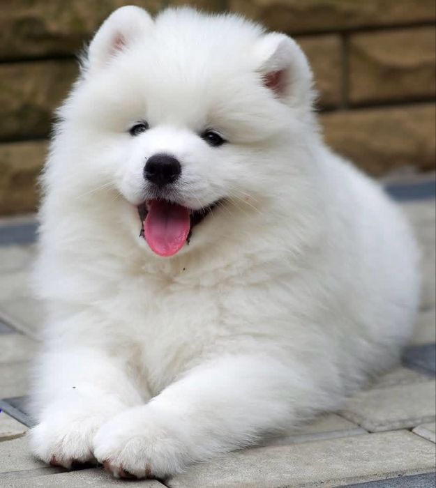 Samoyed już do odbioru