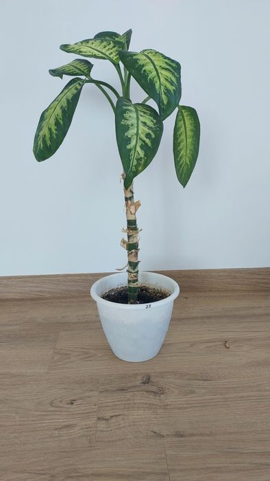 Дефінбахія прекрасна