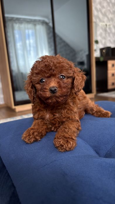 Вязка той пудель Китай