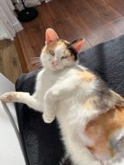 Kot kotek kotka do adopcji