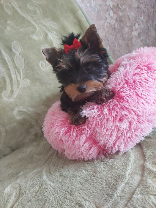 Yorki śliczne Yoreczki