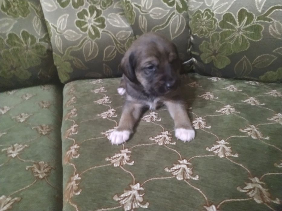 Віддамо ціценят в хороші руки