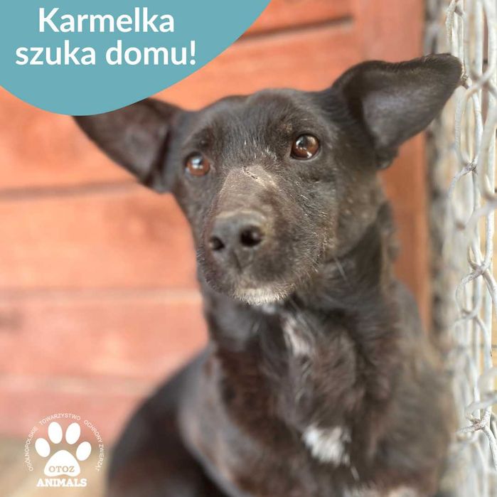 Karmelka – delikatna sunia, która uczy się ufać