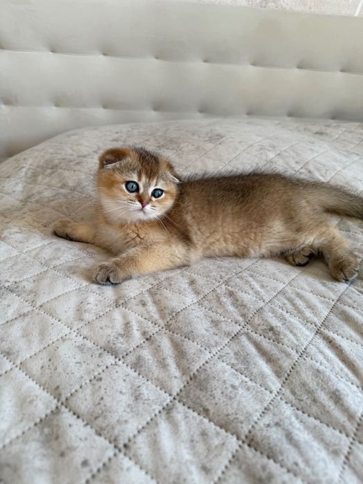 Zwisłouchy szkocki kociak