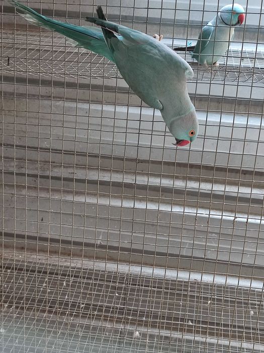 Ring necks para cedência, vou trocar de casa e não tenho espaço