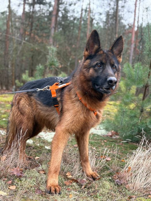 Owczarek niemiecki Krypto szuka domu ze schroniska