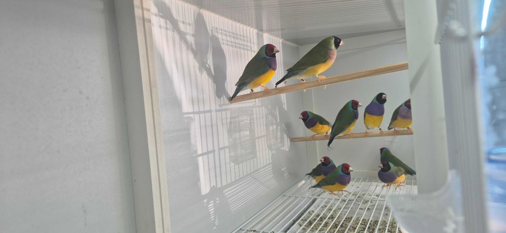 Diamantes de Gould
