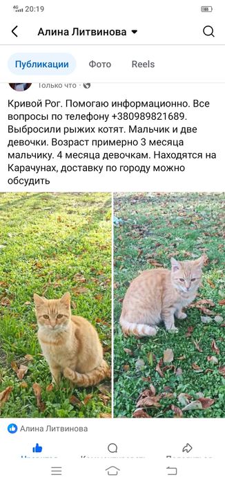 Кошечка рыженькая бесплатно. Кошка. Котенок. Котята даром