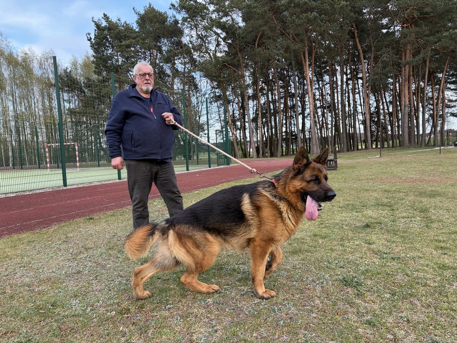 Owczarek Niemiecki krotkowkłosy ZKwP FCI