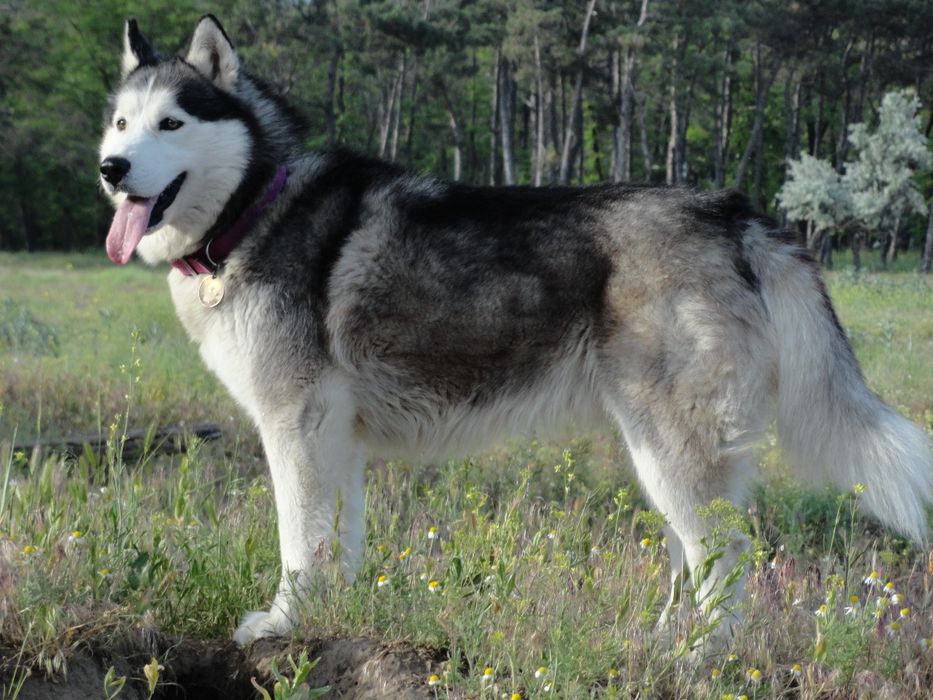 Кобель хаски ищет подругу