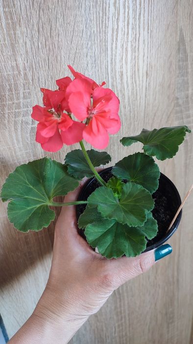 Пеларгонія зональна, королівська герань