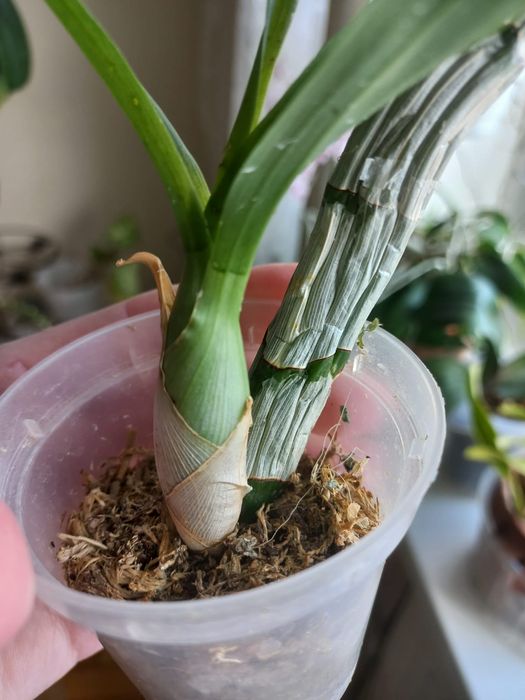 орхідея катасетум Catasetum pileatum 'Red Pena