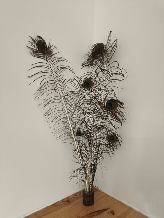 Decorativo novo com penas pavao