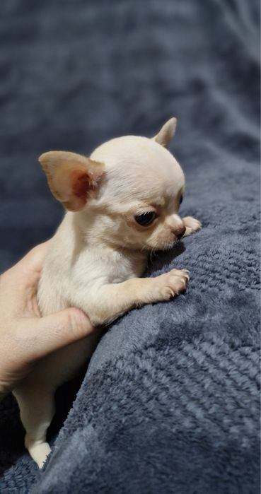 Шикарные мальчики чухуахуа мини