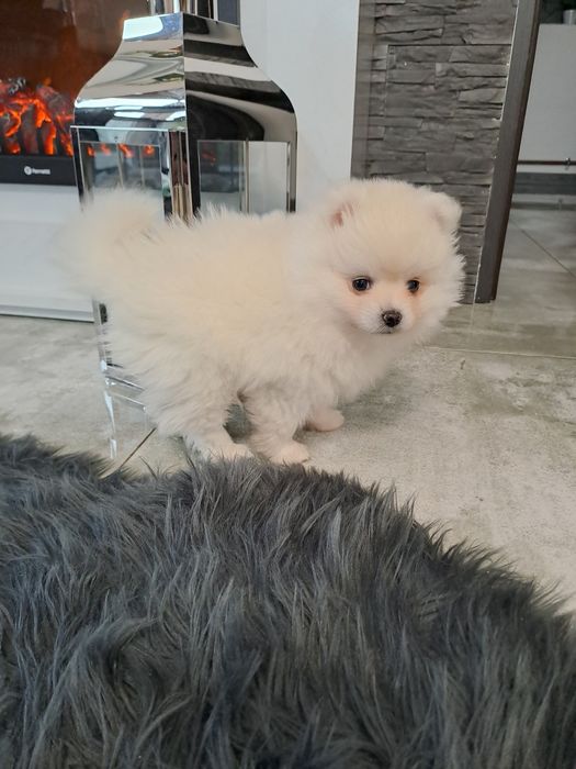 Szpic miniaturowy  suczka