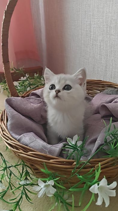 Шикарные серебристые шиншиллы