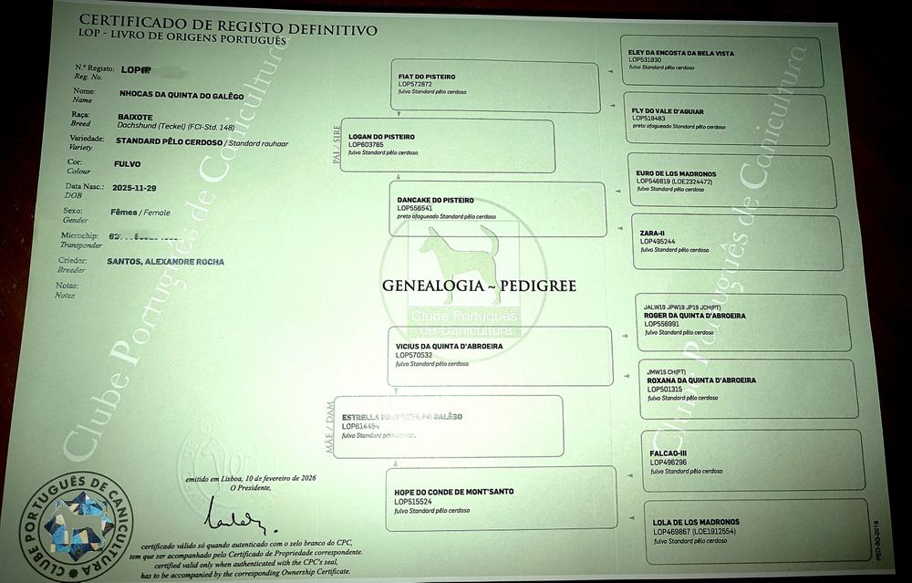 Teckel  Standard Cerdoso fêmea qualidade superior