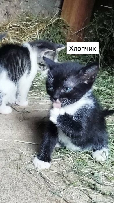 Шукаю родину для кошенят