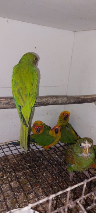 Pionus senilis 2026