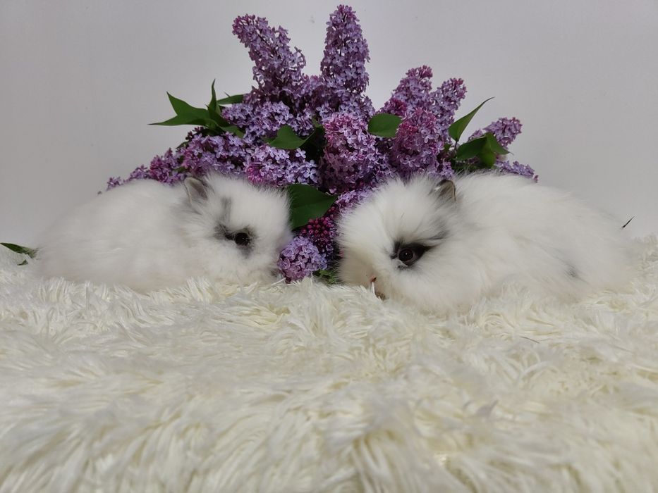 Piękne króliczki Mini Lop i Karzełek Teddy. Wolne maluszki.