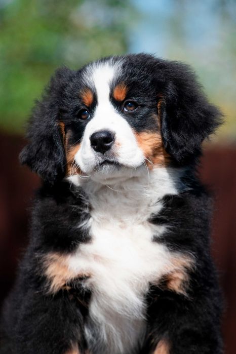 Щенки Бернского зенненхунда