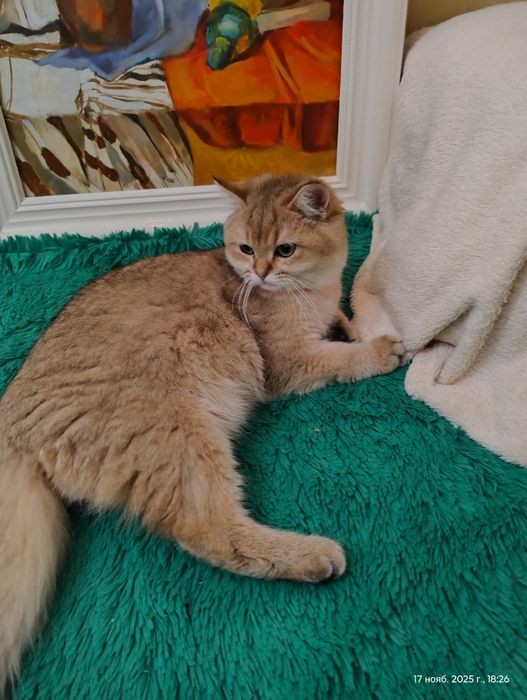 Британський золотий котик