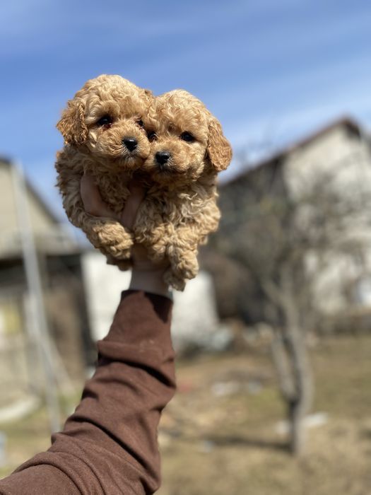 Маленький мальтипу ищет дом